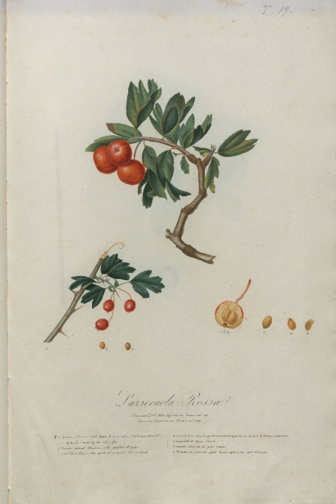 Giorgio Gallesio, Pomona italiana, Pisa, Capurro, 1839